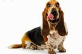 ЭКО Хаски Парк - иконка «для собак» в Верее